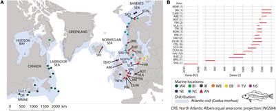 Historical Demographic Processes Dominate Genetic Variation in Ancient Atlantic Cod Mitogenomes